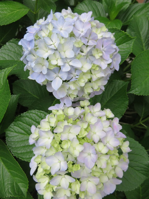 ファイル 4354-5.jpg