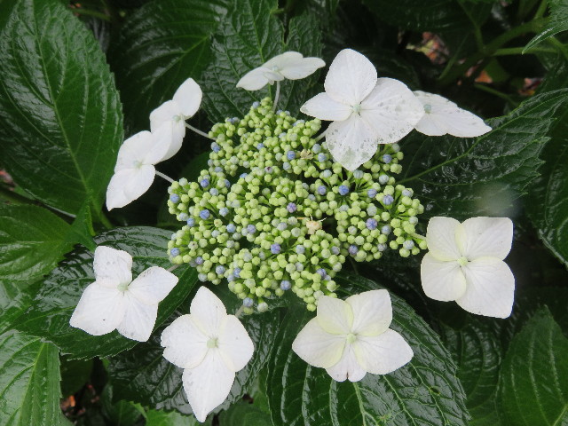 ファイル 4360-1.jpg