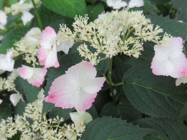 ファイル 4360-2.jpg