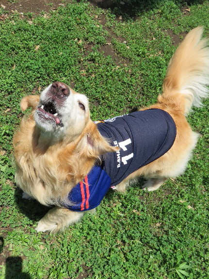 ファイル 4370-5.jpg