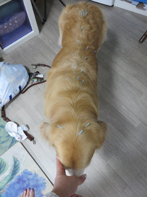 ファイル 4374-1.jpg