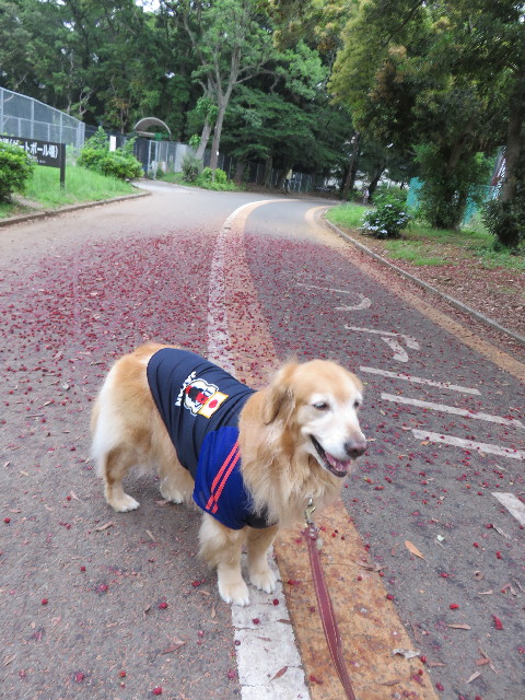 ファイル 4375-1.jpg