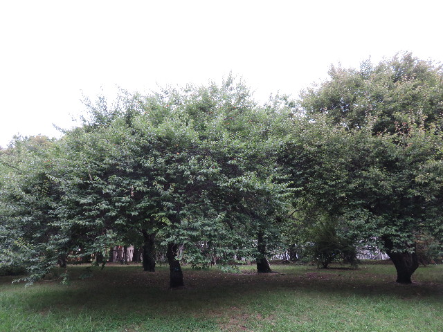 ファイル 4375-3.jpg