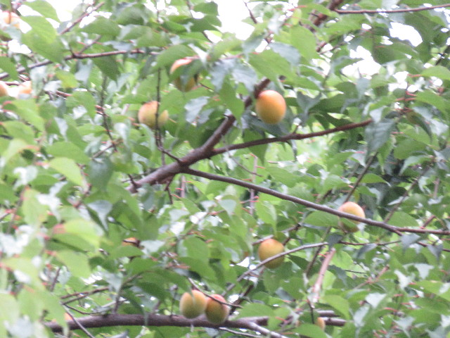 ファイル 4375-4.jpg