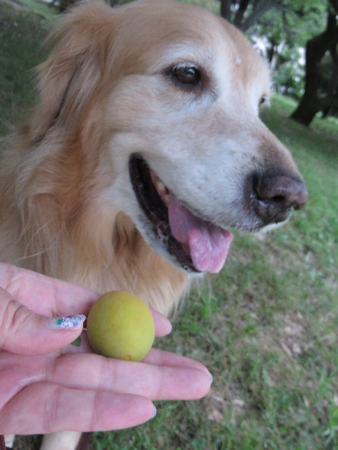 ファイル 4375-5.jpg