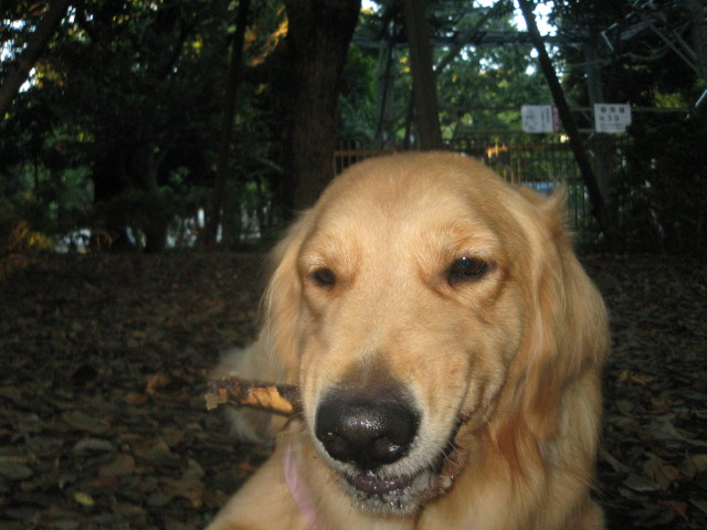 ファイル 438-4.jpg