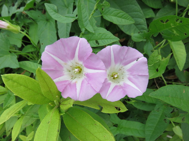 ファイル 4380-1.jpg