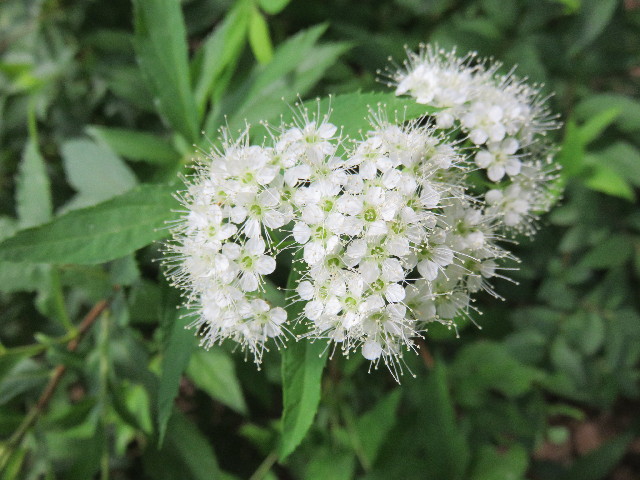 ファイル 4380-2.jpg