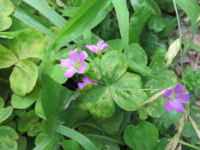 ファイル 4380-4.jpg