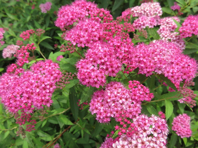 ファイル 4381-1.jpg