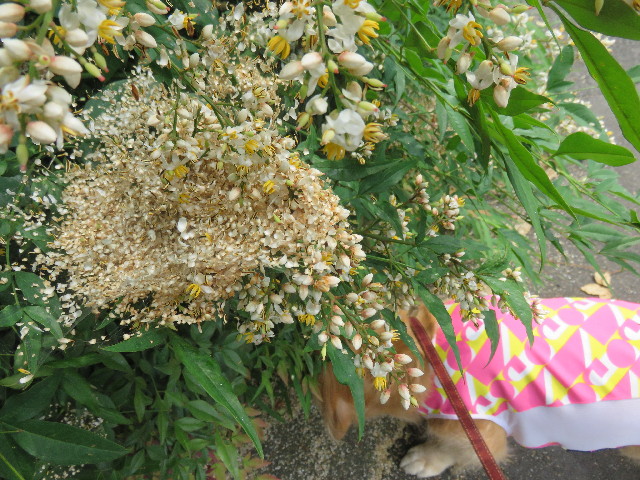 ファイル 4381-2.jpg