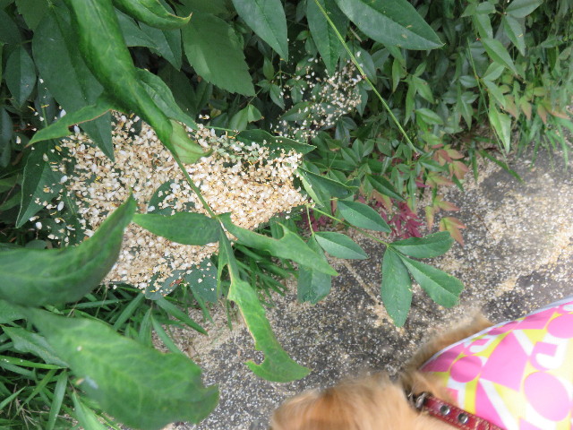 ファイル 4381-3.jpg