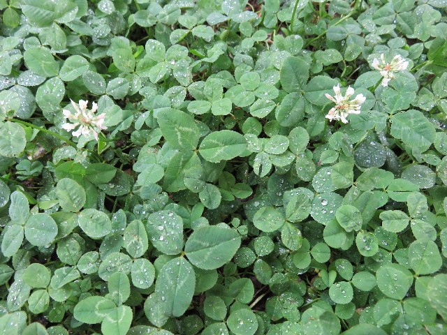 ファイル 4382-2.jpg