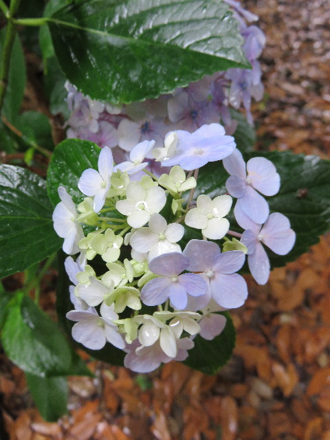 ファイル 4382-3.jpg