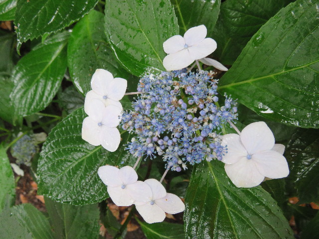 ファイル 4382-4.jpg