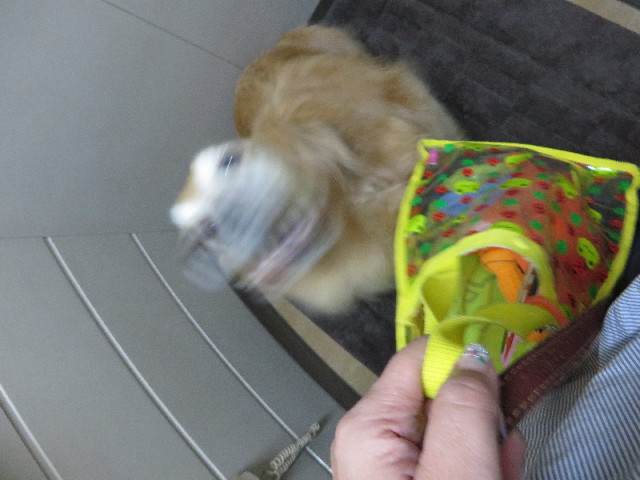 ファイル 4383-1.jpg