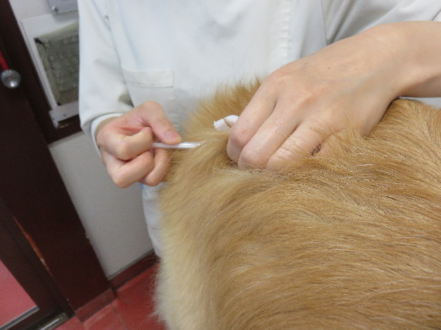 ファイル 4384-5.jpg