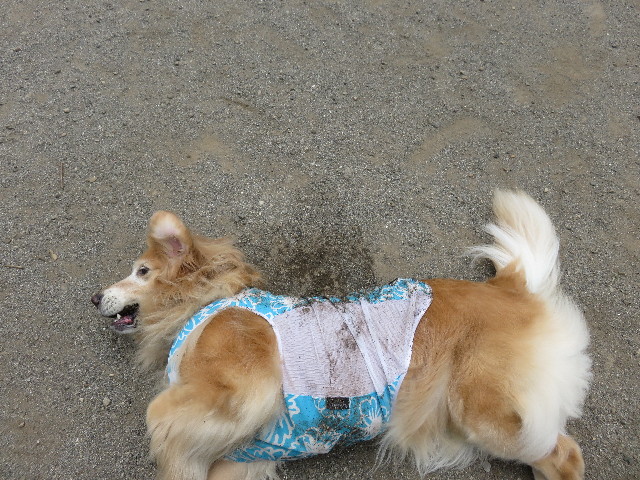 ファイル 4391-3.jpg