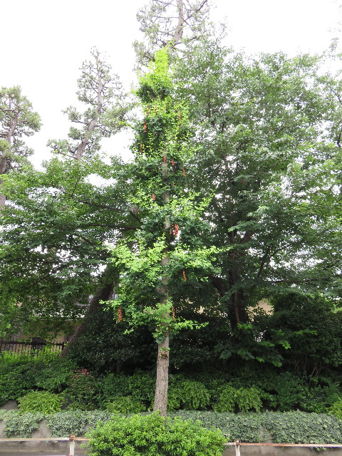 ファイル 4392-4.jpg