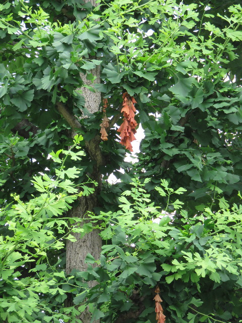 ファイル 4392-5.jpg