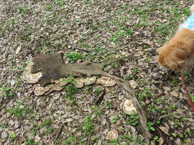 ファイル 4395-5.jpg