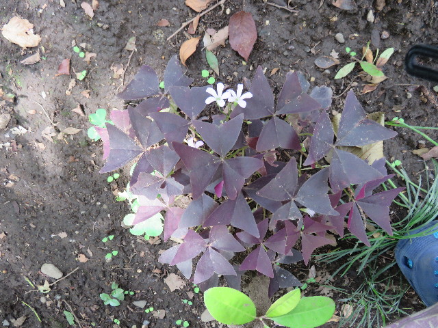 ファイル 4401-4.jpg