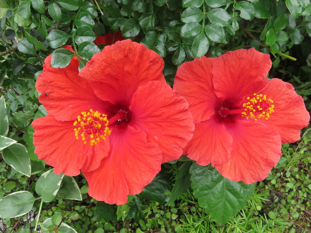 ファイル 4403-2.jpg