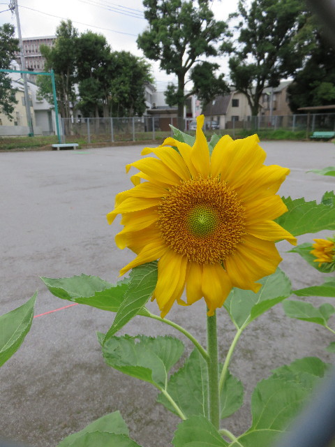 ファイル 4403-5.jpg