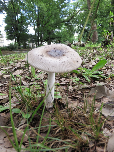 ファイル 4413-1.jpg