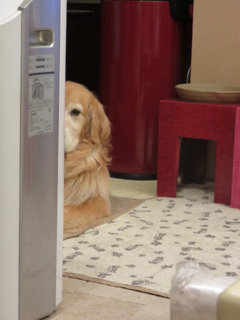 ファイル 4419-1.jpg