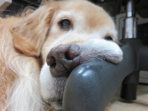 ファイル 4447-1.jpg