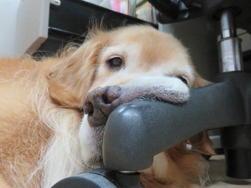 ファイル 4447-2.jpg