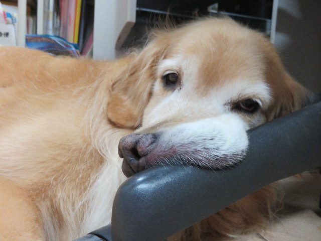 ファイル 4447-3.jpg