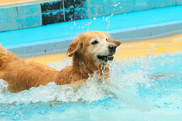 ファイル 4460-1.jpg