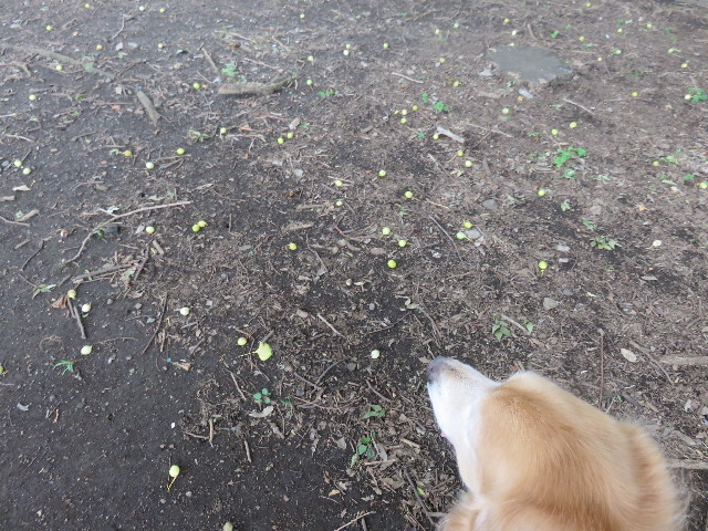 ファイル 4465-1.jpg