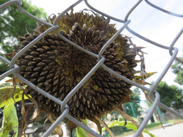 ファイル 4467-1.jpg