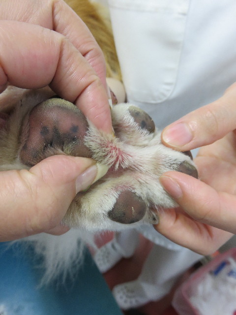 ファイル 4490-2.jpg