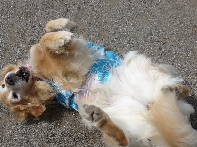 ファイル 4496-1.jpg