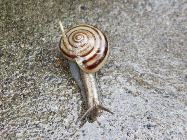 ファイル 4505-5.jpg