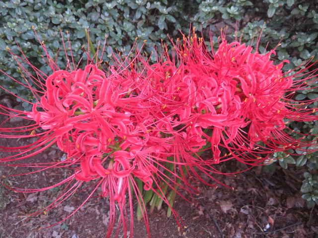 ファイル 4518-2.jpg