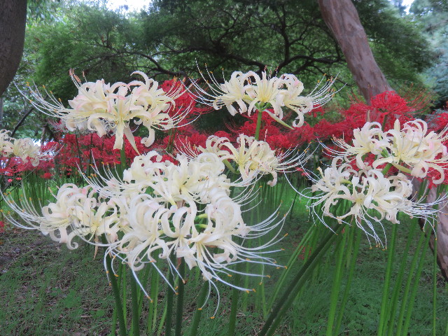 ファイル 4521-5.jpg