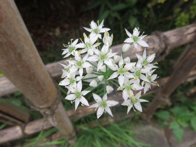 ファイル 4522-4.jpg