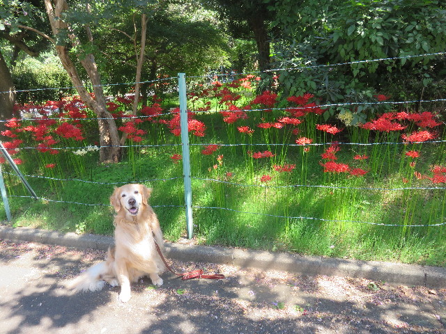 ファイル 4524-1.jpg