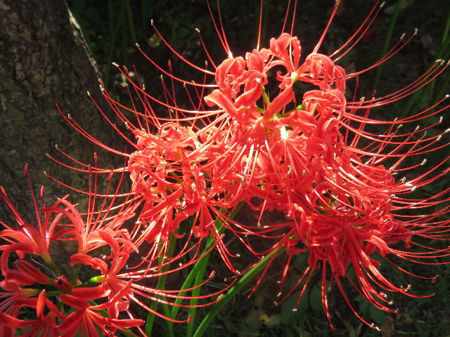 ファイル 4524-2.jpg