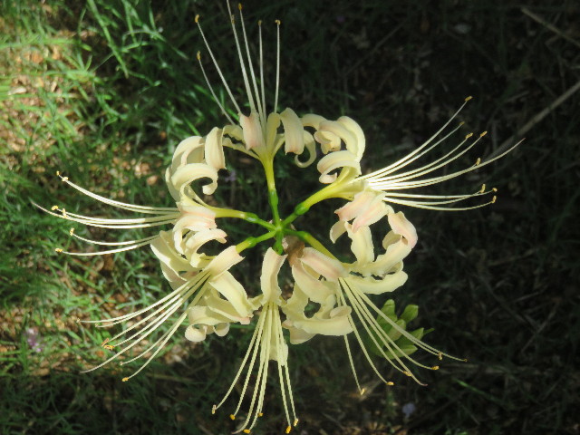 ファイル 4524-3.jpg