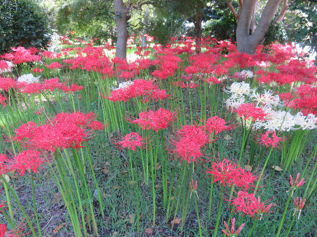 ファイル 4524-5.jpg