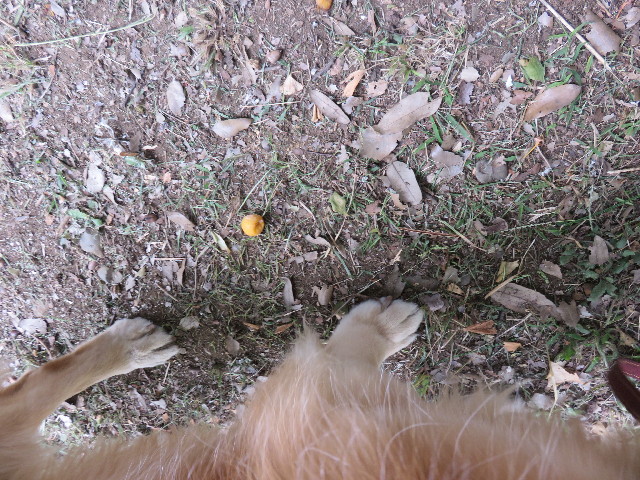 ファイル 4527-4.jpg