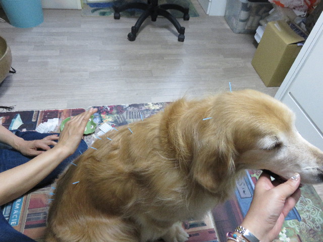 ファイル 4529-2.jpg