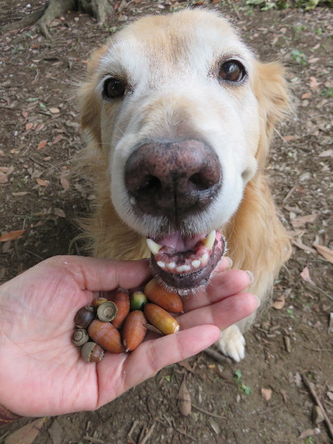 ファイル 4535-1.jpg