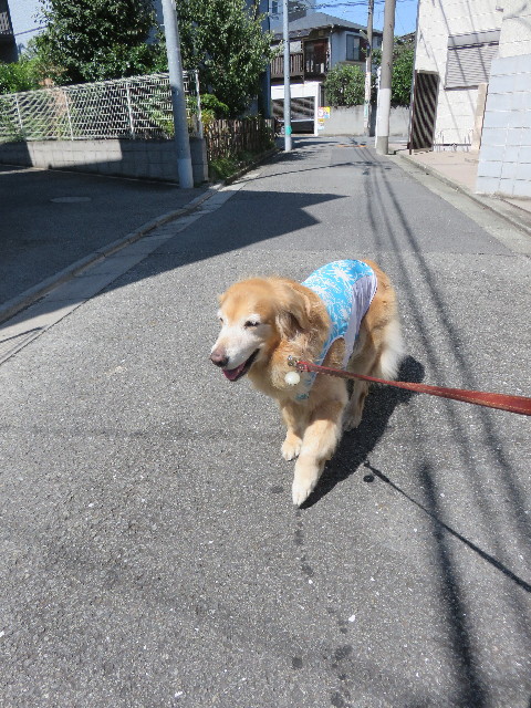 ファイル 4541-1.jpg